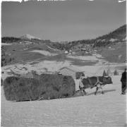 paesaggio (Positivo) di Groth-Schmachtenberger, Erika (1951/01/01 - 1951/12/31)