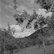 paesaggio (Positivo) di Groth-Schmachtenberger, Erika