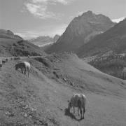 paesaggio (Positivo) di Groth-Schmachtenberger, Erika (1961/01/01 - 1961/12/31)