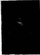 Einzelbildnis (Positivo) (1907/01/01 - 1907/12/31)