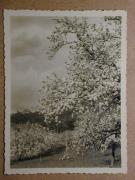 Landschaft (Positivo) (1935/01/01 - 1960/12/31)