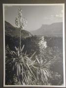 Landschaft (Positivo) di Bährendt, Leo,Bährendt, Leo (1950/01/01 - 1950/12/31)