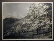 Landschaft (Positivo) di Bährendt, Leo,Bährendt, Leo (1950/01/01 - 1950/12/31)