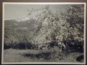 Berg (Positivo) di Bährendt, Leo,Bährendt, Leo (1950/01/01 - 1950/12/31)