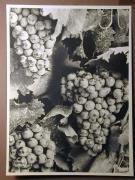 Landschaft (Positivo) di Bährendt, Leo,Bährendt, Leo (1950/01/01 - 1950/12/31)