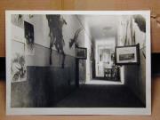 Ausstellung (Positivo) (1950/01/01 - 1950/12/31)