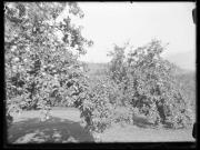 Landschaft (Positivo) di Ellmenreich, Albert (1928/01/01 - 1928/12/31)