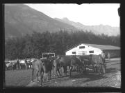 Tier (Positivo) di Ellmenreich, Albert (1917/09/03 - 1917/09/03)