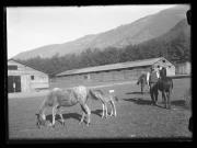 Tier (Positivo) di Ellmenreich, Albert (1917/09/03 - 1917/09/03)