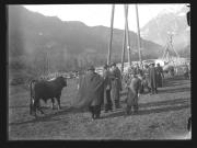 Tier (Positivo) di Ellmenreich, Albert (1917/11/12 - 1917/11/12)