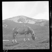 Tier (Positivo) di Schöner, Josef Rudolf (1920/01/01 - 1938/12/31)