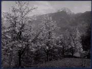 Landschaft (Positivo) di Bährendt, Leo (1915/01/01 - 1915/12/31)