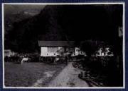 Tier (Positivo) di Ellmenreich, Albert (1917/09/03 - 1917/09/03)