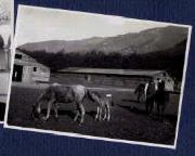 Tier (Positivo) di Ellmenreich, Albert (1917/09/03 - 1917/09/03)