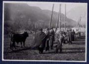 Tier (Positivo) di Ellmenreich, Albert (1917/11/12 - 1917/11/12)