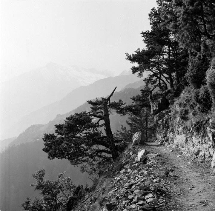 sentiero (Positivo) di Foto Hermann Frass, Bozen,Hermann Frass (1950/01/01 - 1970/12/31)