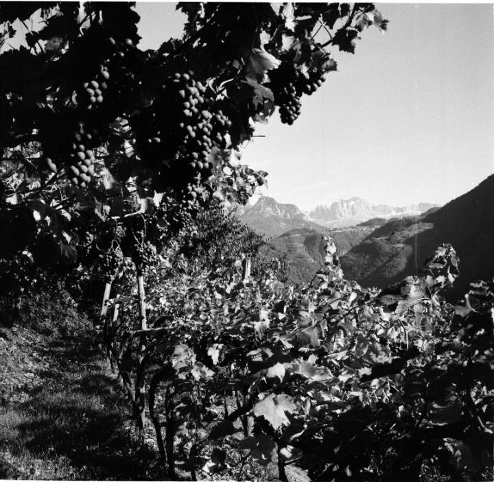 vitigno (Positivo) di Foto Hermann Frass, Bozen,Hermann Frass (1960/01/01 - 1985/12/31)