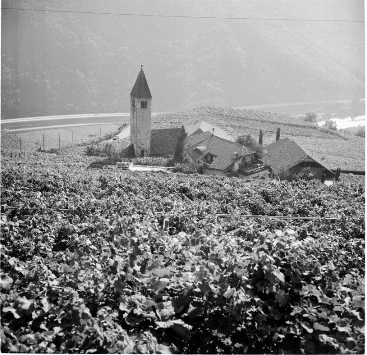Weinberge in/bei Bozen-St. Justina (Positivo) di Foto Hermann Frass, Bozen,Hermann Frass (1960/01/01 - 1985/12/31)