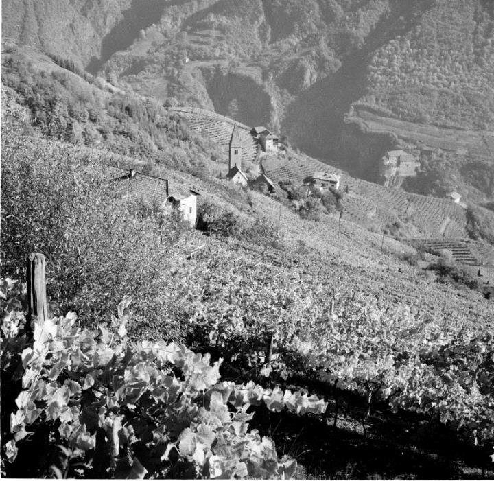 vitigno (Positivo) di Foto Hermann Frass, Bozen,Hermann Frass (1960/01/01 - 1980/12/31)