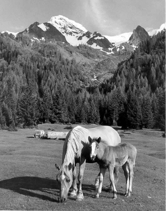 cavallo (Positivo) di Foto Elisabeth Fuchs-Hauffen, Überlingen/Bodensee,Fuchs-Hauffen, Elisabeth (1971/05/01 - 1971/05/31)