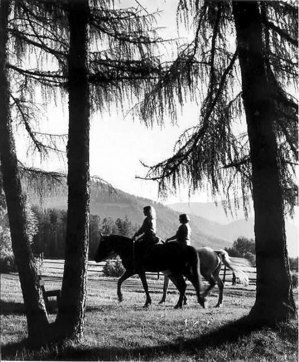 cavallo (Positivo) di Foto Elisabeth Fuchs-Hauffen, Überlingen/Bodensee,Fuchs-Hauffen, Elisabeth (1970/07/01 - 1970/07/31)