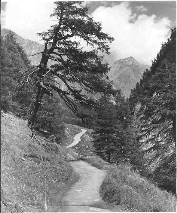 Alpinflora (Positivo) di Foto Elisabeth Fuchs-Hauffen, Überlingen/Bodensee,Fuchs-Hauffen, Elisabeth (1981/01/01 - 1981/12/31)