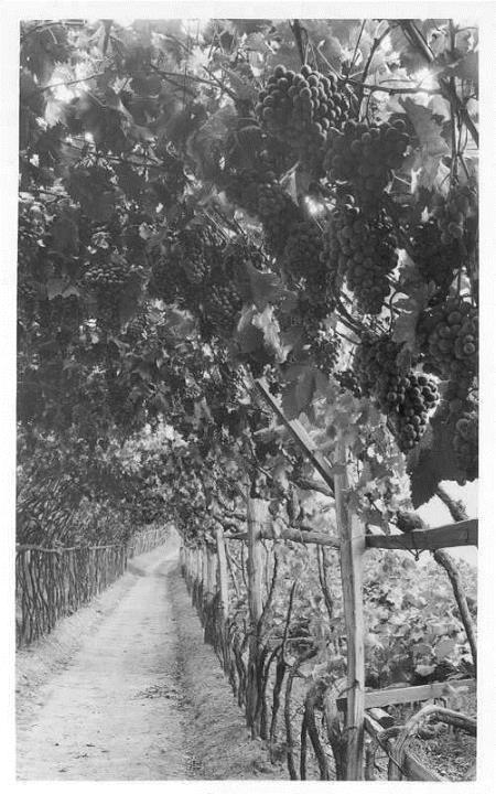vitigno (Positivo) di Bährendt, Leo (1902/01/01 - 1939/12/31)