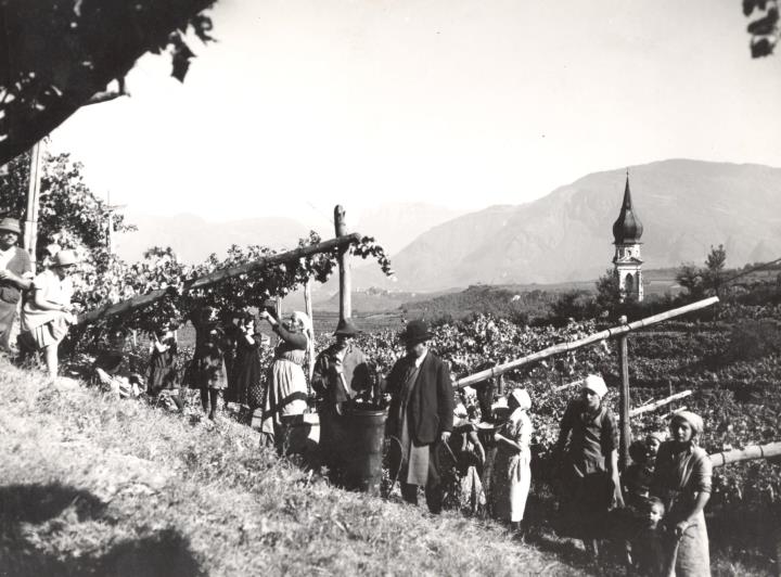 viticoltura (Positivo) di Foto A. Ambrosi, Bozen (1930/01/01 - 1959/12/31)