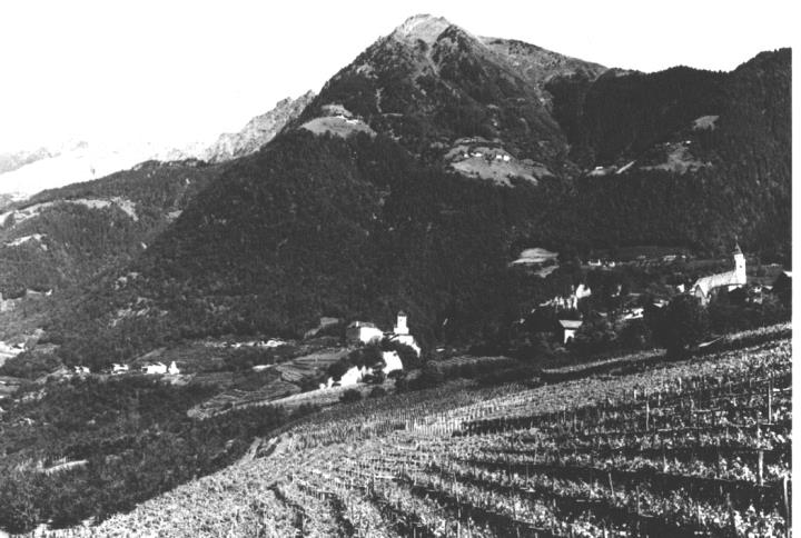 Weinberge in/bei Tirol (Positivo) di Foto Verkehrsamt Dorf Tirol (1950/01/01 - 1979/12/31)